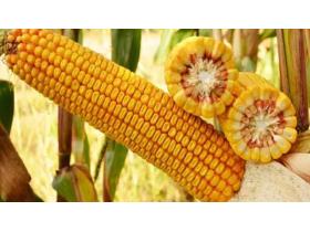 Семена кукурузы Краснодарский 291 АМВ